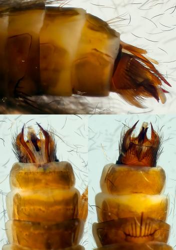 Goera pilosa